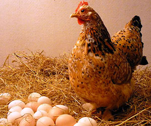 куры-несушки в Ивантеевке