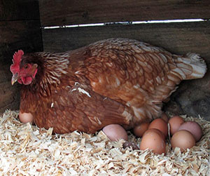 куры-несушки в Ивантеевке