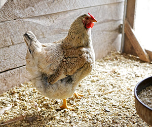 куры несушки в Ивантеевке