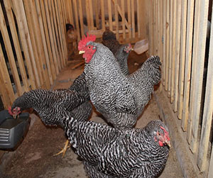 куры-несушки в Ивантеевке