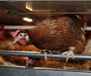 Реализация птицы в Пушкино