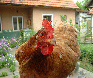 Куры-несушки в Пушкино