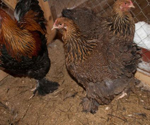 куры-несушки в Пушкино