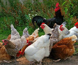 куры-несушки в Пушкино