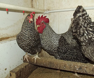куры-несушки в Пушкино