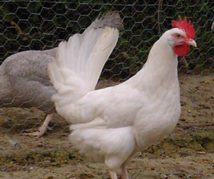 куры-несушки в Пушкино