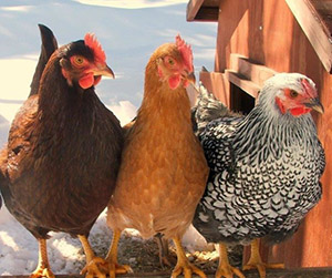 куры-несушки в Пушкино