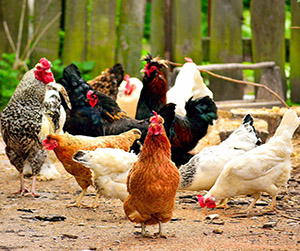 куры-несушки в Пушкино