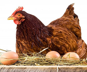 куры-несушки в Пушкино