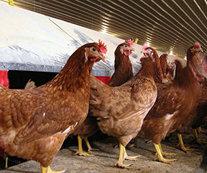 куры-несушки в Пушкино