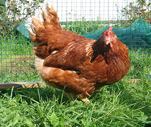куры-несушки в Пушкино