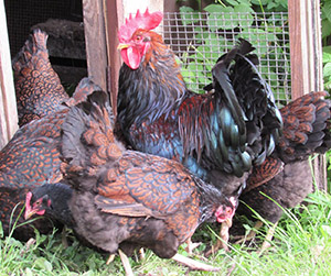 куры-несушки в Пушкино