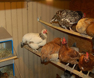 Разведение птицы в Пушкино