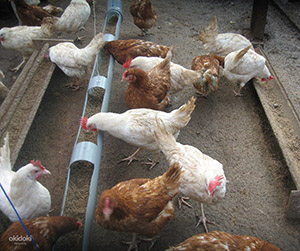 Куры-несушки в Пушкино