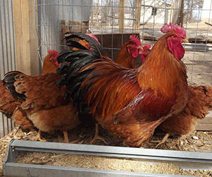 куры-несушки в Пушкино