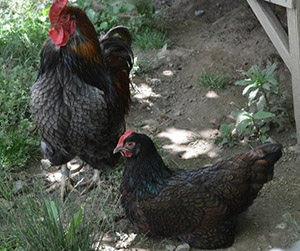 куры-несушки в Пушкино