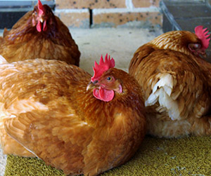куры-несушки в Пушкино