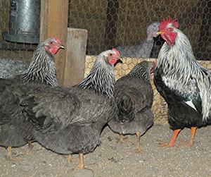 куры-несушки в Пушкино