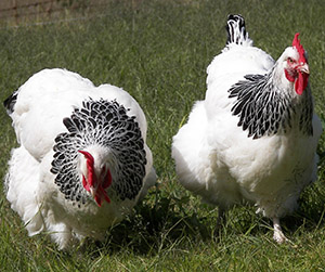 куры-несушки в Пушкино