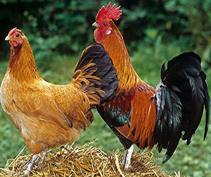 куры-несушки в Пушкино