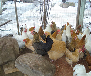 куры-несушки в Пушкино