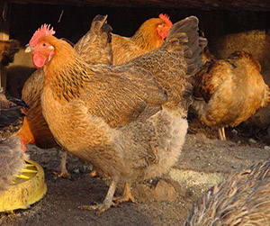 куры-несушки в Пушкино