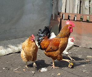 Куры-несушки в Пушкино