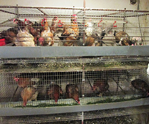 Клеточное содержание кур-несушек в домашних условиях в Ивантеевке
