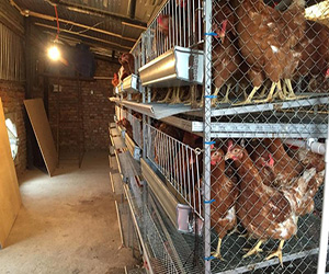 нюансы содержания кур в клетках