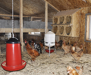 тонкости выращивания домашней курицы