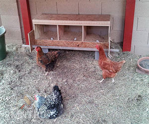  выращиваниt домашней курицы