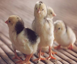 какой породы купить цыплят