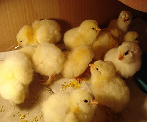 породы цыплят