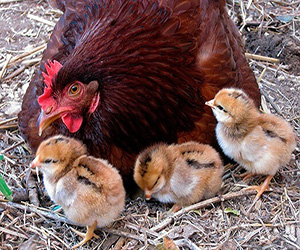 какой породы выращивать цыплят