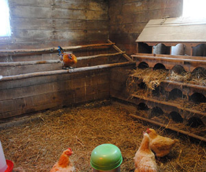 микроклимат курятника и правильный режим