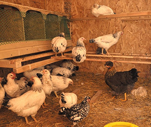 нюансы содержания кур в курятнике