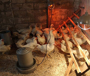 оборудование для содержания кур в курятнике