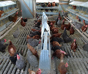 оборудование для кормления кур в курятнике