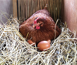 как увеличить частоту кладки в домашних условиях