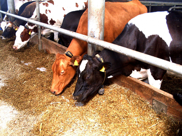 пищевые концентраты для крс