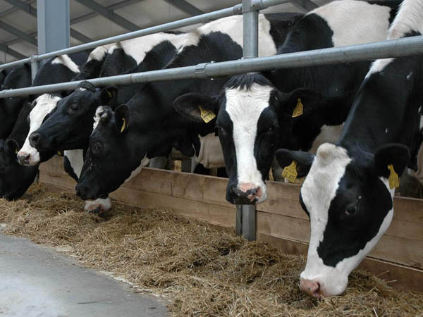 пищевые концентраты для крс