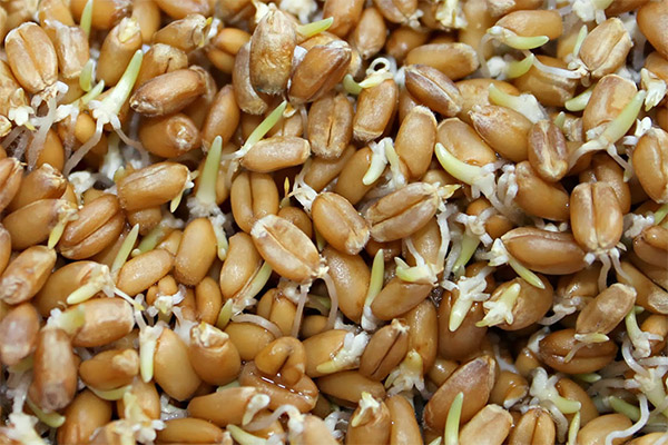 Пищевая ценность пшеницы для животных