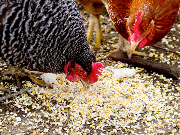 Питание для кур