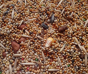 зерно для животных в Пушкино