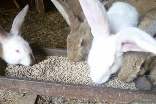откорм кроликов