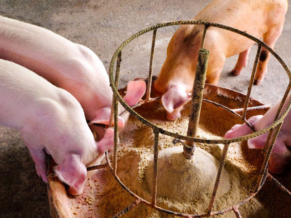 добавки для поросят