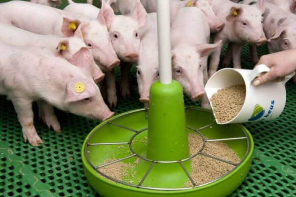 корм для поросят