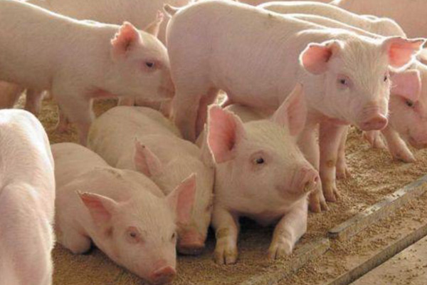 смеси для свиней