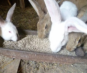 оформление заказа на комбикорм для кроликов