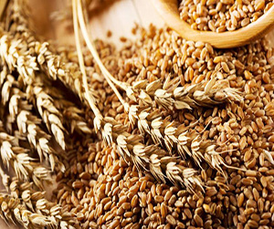 зерно для животных в Ивантееевке